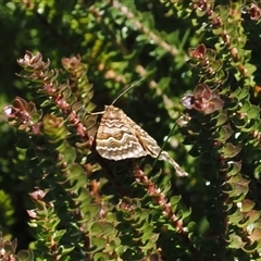 Chrysolarentia heliacaria (Heliacaria Carpet) at Cotter River, ACT - 5 Mar 2025 by RAllen