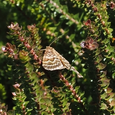 Chrysolarentia heliacaria (Heliacaria Carpet) at Cotter River, ACT - 5 Mar 2025 by RAllen