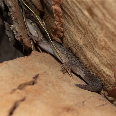 Christinus marmoratus (Southern Marbled Gecko) at Scullin, ACT - 10 Mar 2025 by AlisonMilton