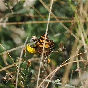 Oreixenica lathoniella at Cotter River, ACT - 5 Mar 2025 by RAllen