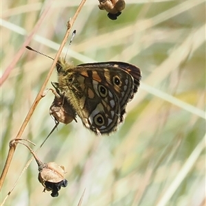 Oreixenica latialis at Cotter River, ACT - suppressed