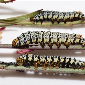 Phalaenoides tristifica at Jerrabomberra, NSW - suppressed