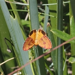 Chrysolarentia perornata (Ornate Carpet) at Cotter River, ACT - 5 Mar 2025 by RAllen