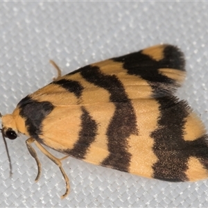 Thallarcha partita (Dark-banded Footman) at Melba, ACT - 8 Mar 2025 by kasiaaus