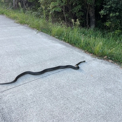 Morelia spilota spilota at Ulladulla, NSW - 10 Mar 2025 by Clarel