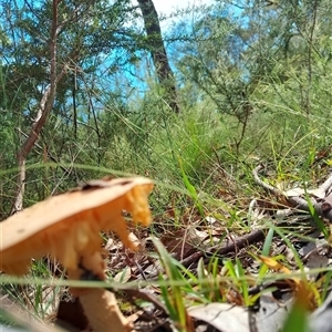 Amanita sp. (Amanita sp.) at Bomaderry, NSW - 10 Mar 2025 by Amy.R