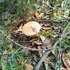 Amanita sp. at Bomaderry, NSW - 10 Mar 2025 10:29 AM