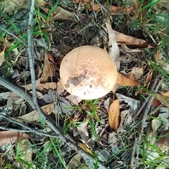 Amanita sp. at Bomaderry, NSW - 10 Mar 2025 10:29 AM