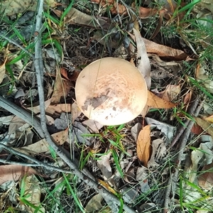 Amanita sp. at Bomaderry, NSW - 10 Mar 2025 10:29 AM