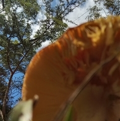 Amanita sp. at Bomaderry, NSW - 10 Mar 2025 10:29 AM