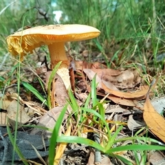 Amanita sp. at Bomaderry, NSW - 10 Mar 2025 10:29 AM