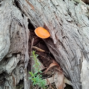 Trametes coccinea (Scarlet Bracket) at Bangalee, NSW - 8 Mar 2025 by Amy.R