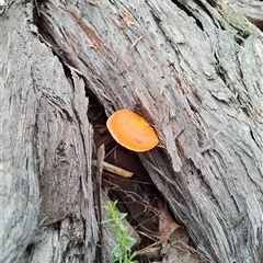 Trametes coccinea at Bangalee, NSW - 8 Mar 2025 03:52 PM
