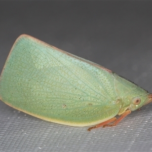 Colgar sp. (genus) at Melba, ACT - 8 Mar 2025 10:49 PM