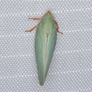 Colgar sp. (genus) at Melba, ACT - 8 Mar 2025 10:49 PM