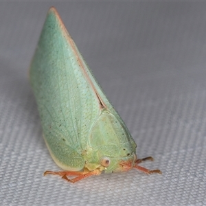 Colgar sp. (genus) at Melba, ACT - 8 Mar 2025 10:49 PM