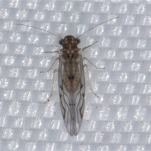 Psocodea 'Psocoptera' sp. (order) at Melba, ACT - 8 Mar 2025 10:50 PM