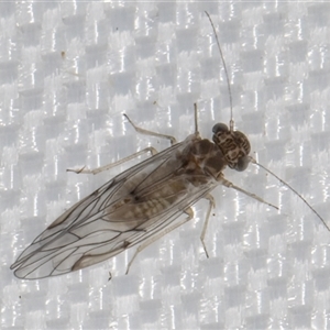 Psocodea 'Psocoptera' sp. (order) at Melba, ACT - 8 Mar 2025 10:50 PM