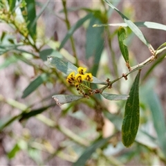 Daviesia mimosoides (Bitter Pea) at Cotter River, ACT - 23 Nov 2024 by KorinneM