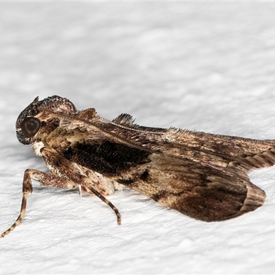 Orthaga thyrisalis (Teatree Web Moth) at Melba, ACT - 8 Mar 2025 by kasiaaus