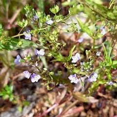 Veronica anagallis-aquatica (Blue Water Speedwell) at Cotter River, ACT - 23 Nov 2024 by KorinneM