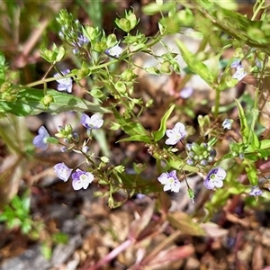 Veronica anagallis-aquatica at Cotter River, ACT - 23 Nov 2024 03:27 PM