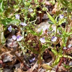 Veronica anagallis-aquatica at Cotter River, ACT - 23 Nov 2024 03:27 PM