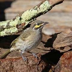 Caligavis chrysops (Yellow-faced Honeyeater) at Koorawatha, NSW - 9 Mar 2025 by KooragindiJohn