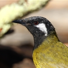 Nesoptilotis leucotis (White-eared Honeyeater) at Koorawatha, NSW - 9 Mar 2025 by KooragindiJohn