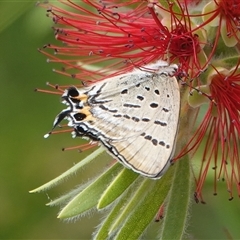 Jalmenus evagoras (Imperial Hairstreak) at Hall, ACT - 10 Mar 2025 by Anna123