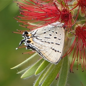 Jalmenus evagoras (Imperial Hairstreak) at Hall, ACT - 10 Mar 2025 by Anna123