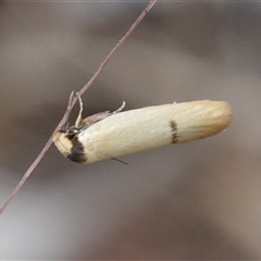 Eulechria xuthophylla (A Concealer moth (Eulechria group)) at Hall, ACT - 10 Mar 2025 by Anna123