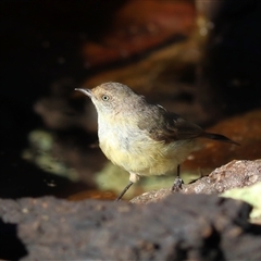 Acanthiza reguloides (Buff-rumped Thornbill) at Koorawatha, NSW - 9 Mar 2025 by KooragindiJohn