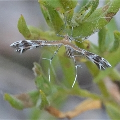 Stangeia xerodes (A plume moth) at Hall, ACT - 10 Mar 2025 by Anna123