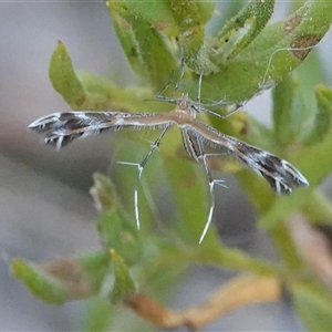 Stangeia xerodes at Hall, ACT - 10 Mar 2025 04:35 PM