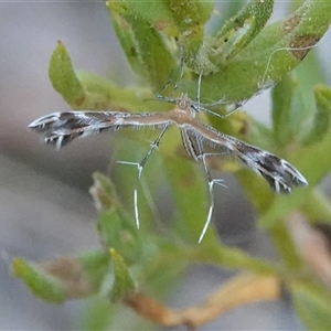 Stangeia xerodes (A plume moth) at Hall, ACT - Yesterday by Anna123