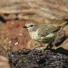 Acanthiza lineata (Striated Thornbill) at Koorawatha, NSW - 9 Mar 2025 by Kooragindi