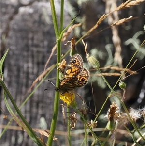 Oreixenica correae at Cotter River, ACT - 5 Mar 2025 by RAllen