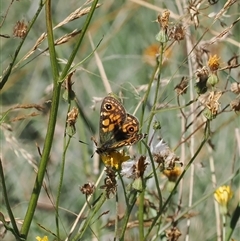 Oreixenica correae at Cotter River, ACT - 5 Mar 2025 02:03 PM