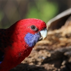 Platycercus elegans (Crimson Rosella) at Koorawatha, NSW - 9 Mar 2025 by KooragindiJohn