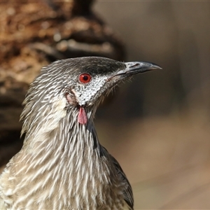 Anthochaera carunculata at Koorawatha, NSW - suppressed