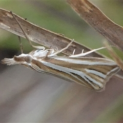 Hednota relatalis (A Crambid moth) at Hall, ACT - 10 Mar 2025 by Anna123