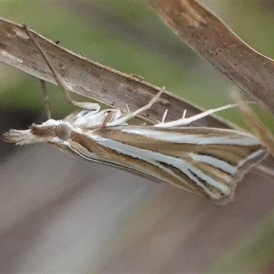 Hednota relatalis (A Crambid moth) at Hall, ACT - 10 Mar 2025 by Anna123