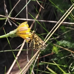 Hesperilla munionga (Alpine Sedge-Skipper) at Cotter River, ACT - 5 Mar 2025 by RAllen