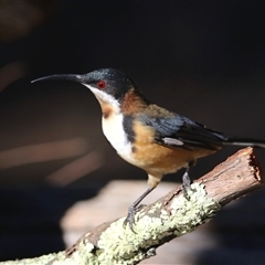 Acanthorhynchus tenuirostris (Eastern Spinebill) at Koorawatha, NSW - 9 Mar 2025 by Kooragindi