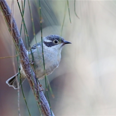 Melithreptus brevirostris (Brown-headed Honeyeater) at Koorawatha, NSW - 8 Mar 2025 by KooragindiJohn