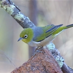 Zosterops lateralis (Silvereye) at Koorawatha, NSW - 8 Mar 2025 by KooragindiJohn