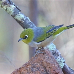 Zosterops lateralis at Koorawatha, NSW - suppressed