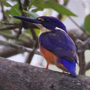 Ceyx azureus (Azure Kingfisher) at Mogo, NSW - 8 Mar 2025 by jb2602