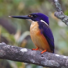 Ceyx azureus at Mogo, NSW - suppressed
